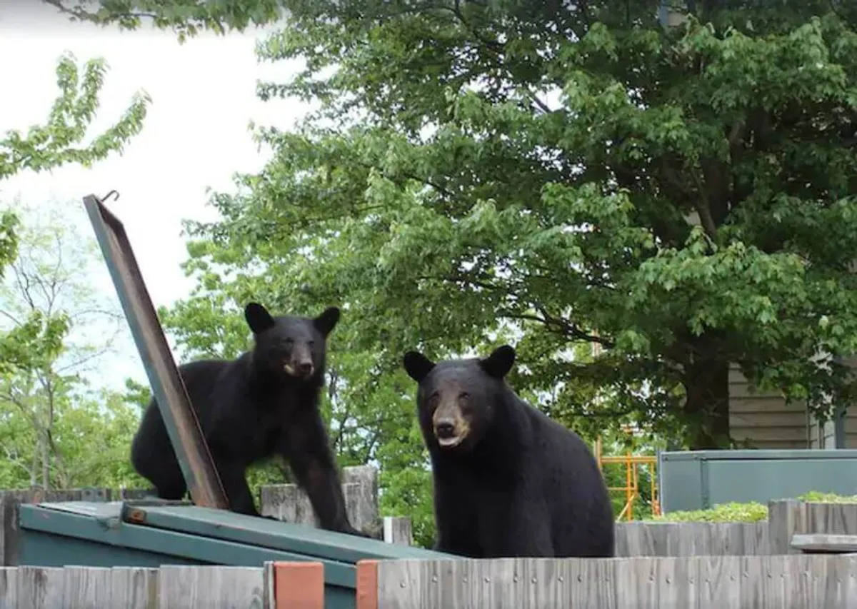 Two curious black bears roam near a wooden fence, nestled among lush green trees. The playful, natural setting captures the essence of close encounters with Smoky Mountain wildlife.
