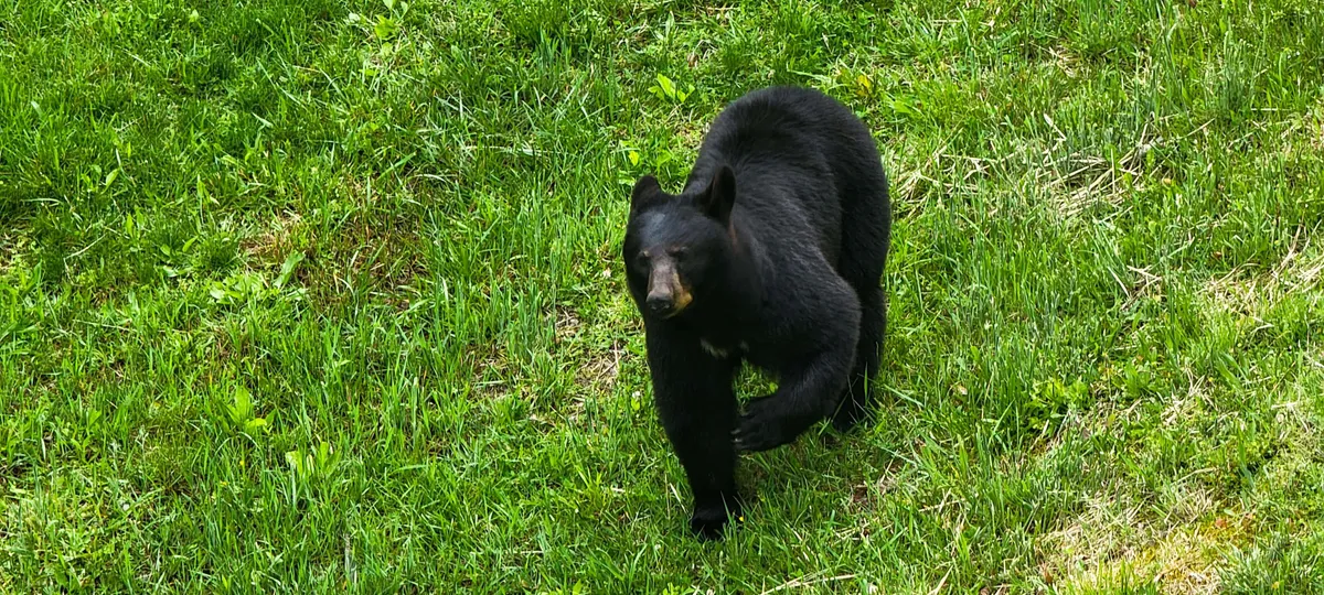 A calm black bear is seen exploring lush green grass, with a backdrop of vibrant woodland. The scene captures the excitement of wildlife encounters in a natural setting, a hallmark of the Smoky Mountains experience.